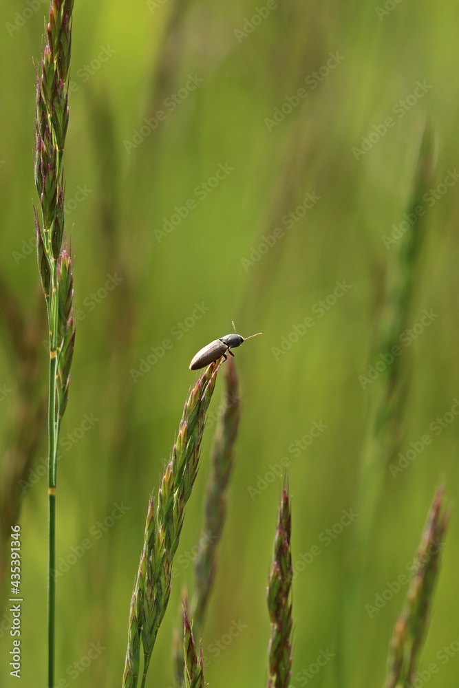 Rauchiger Schnellkäfer (Agriotes ustulatus) auf Grashalm Rauchiger Schnellkäfer (Agriotes ustulatus) auf Grashalm