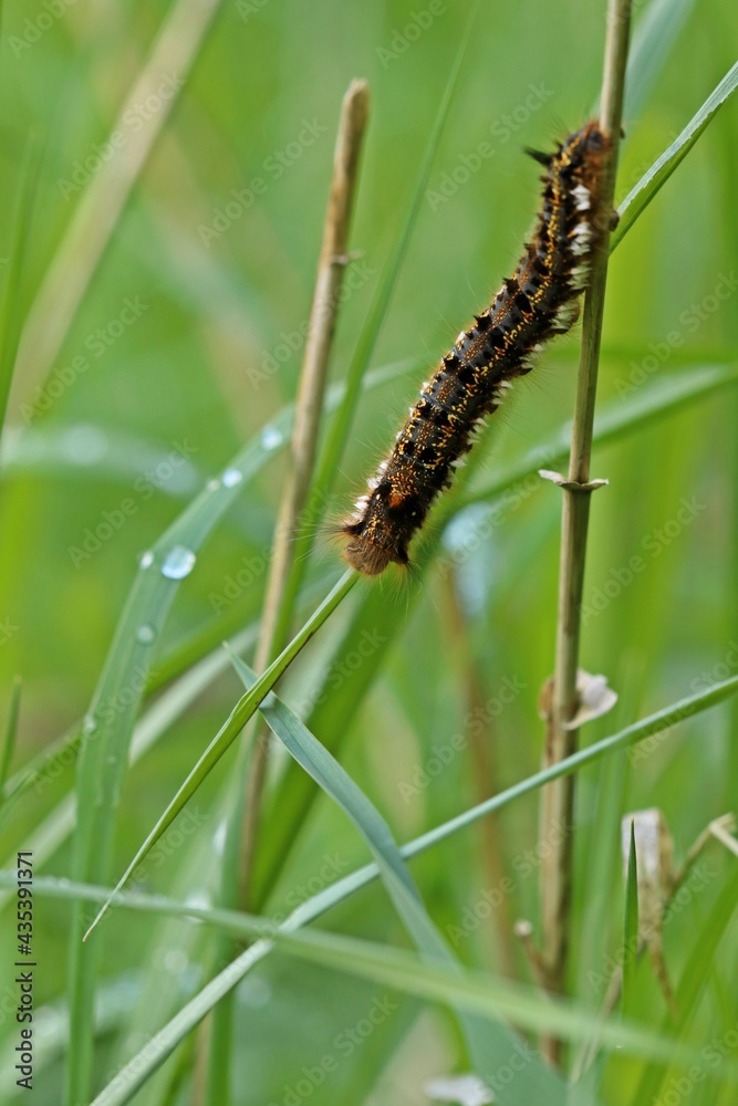 Trinkerin, Raupe der Grasglucke (Euthrix potatoria). Trinkerin, Raupe der Grasglucke (Euthrix potatoria).