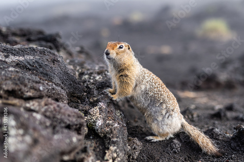 A charming ground squirrel looks into the camera, leaning on a hill. Gopher among the earthen soil. photo