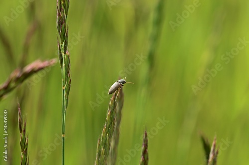 Rauchiger Schnellkäfer (Agriotes ustulatus) auf Grashalm