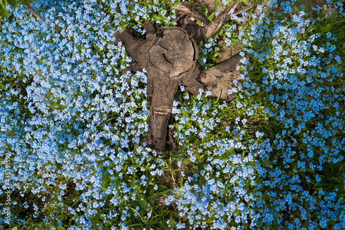 Background from blue flowers and stump, top view