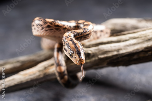 The baby boa constrictor stuck out its tongue. A small boa constrictor crawls on a tree on a gray background.