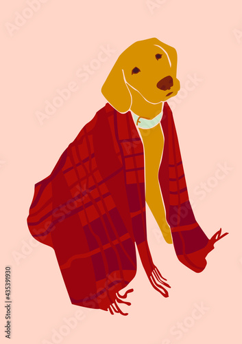 Cute dog sitting covered with a blanket on the peach isolated background. Autumn mood