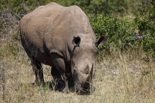 Breitmaulnashorn / Square-lipped rhinoceros / Ceratotherium Simum