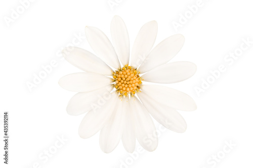 Fototapeta Naklejka Na Ścianę i Meble -  Close up of a perfect daisy isolated on white background