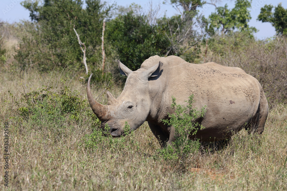 Obraz premium Breitmaulnashorn / Square-lipped rhinoceros / Ceratotherium Simum