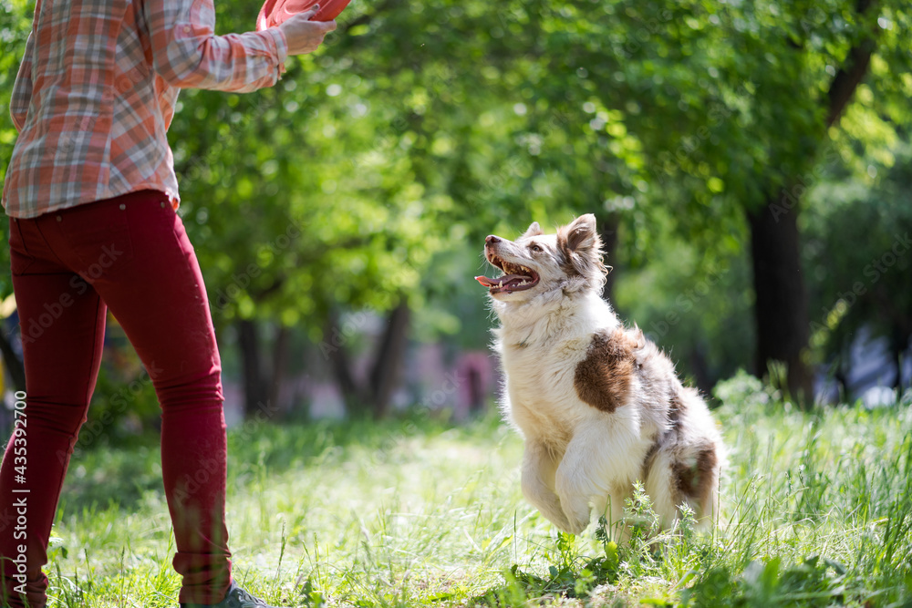 A middle aged woman is playing with her border collie dog. Happy dog catches the disc. Play with your pet on a sunny day.