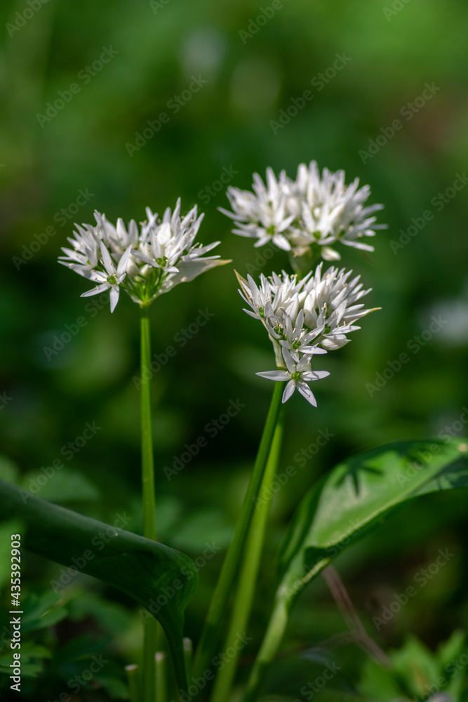 Allium ursinum wild bears garlic flowers in bloom, white rmasons buckrams flowering plants, green edible healhty leaves