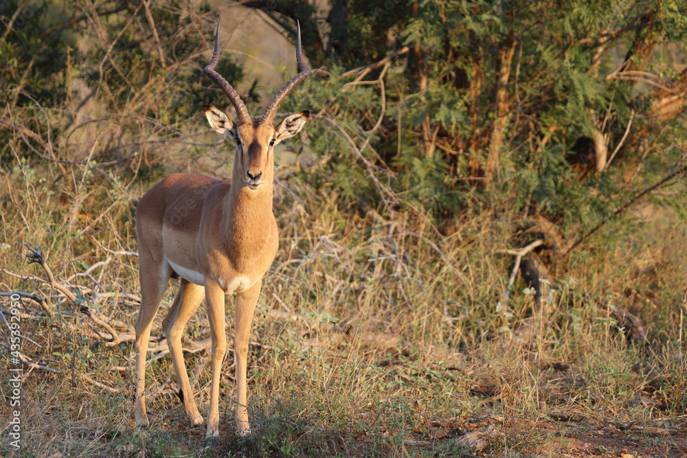 Schwarzfersenantilope / Impala / Aepyceros melampus Schwarzfersenantilope / Impala / Aepyceros melampus