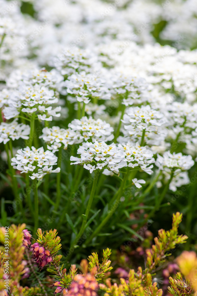 Iberis sempervirens evergreen candytuft perenial flowers in bloom, group of white springtime flowering rock plants Iberis sempervirens evergreen candytuft perenial flowers in bloom, group of white springtime flowering rock plants