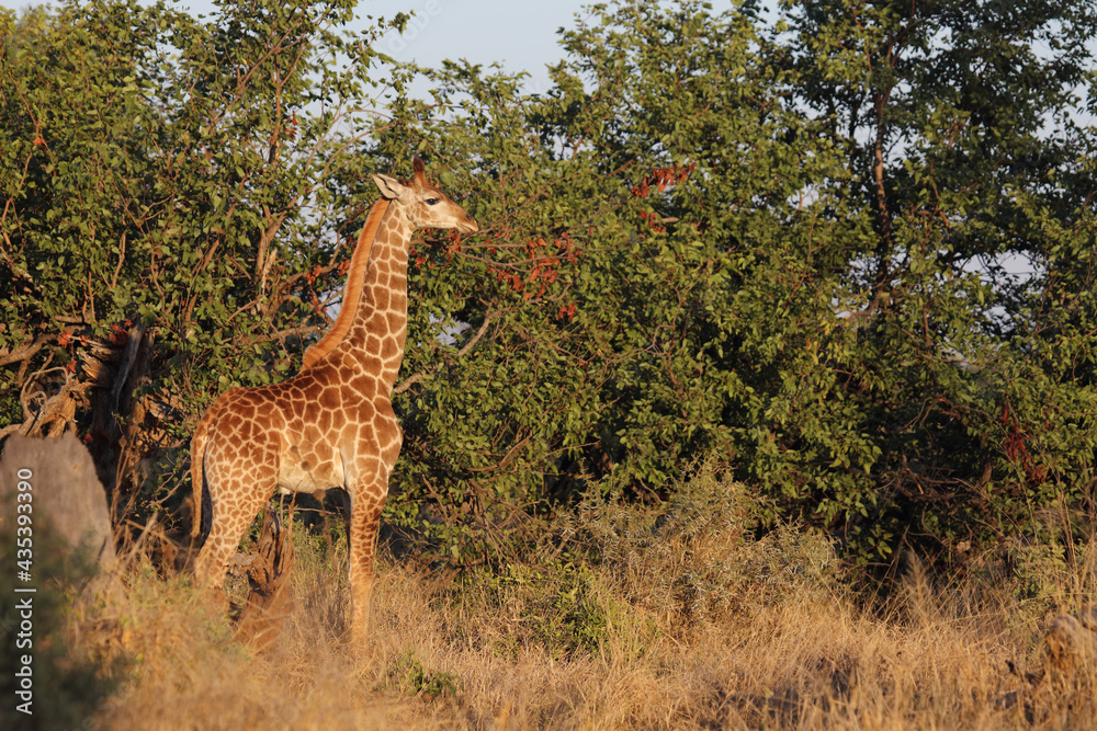 Giraffe / Giraffe / Giraffa camelopardalis. Giraffe / Giraffe / Giraffa camelopardalis.