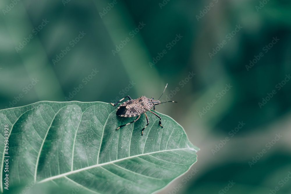 Selective focus of linen skin stink bug on the green leaf, The brown marmorated stink bug is an insect in the family Pentatomidae. Selective focus of linen skin stink bug on the green leaf, The brown marmorated stink bug is an insect in the family Pentatomidae.