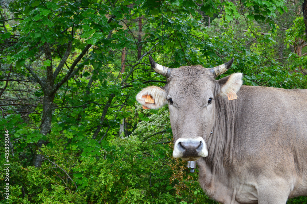 Retrato de una vaca gris con una de sus orejas marcadas. Gombren, Cataluña. 