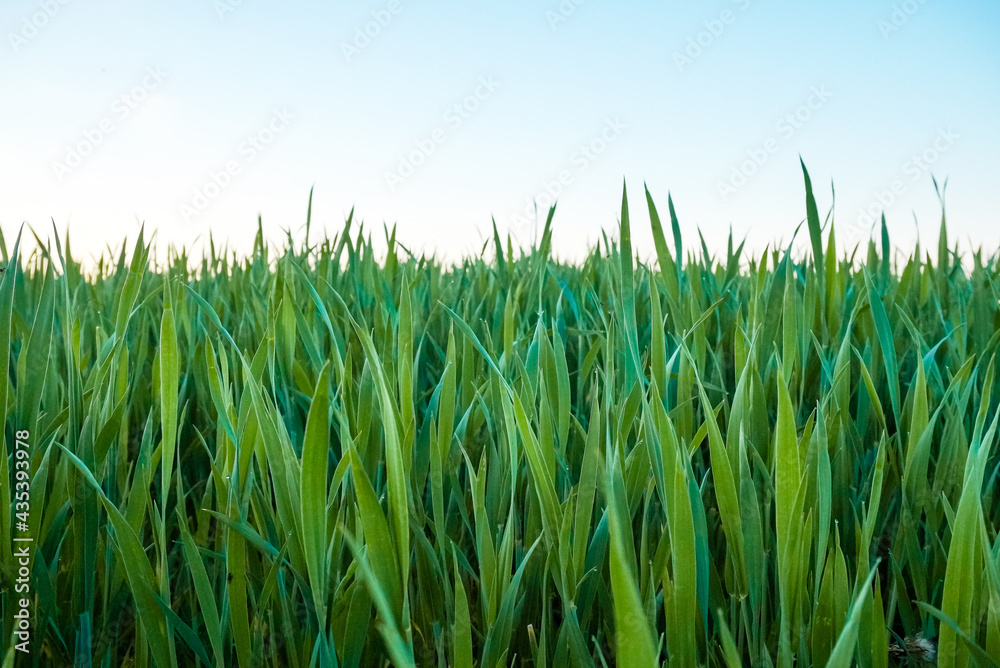 Fototapeta premium A fresh spring sunny garden background of green grass