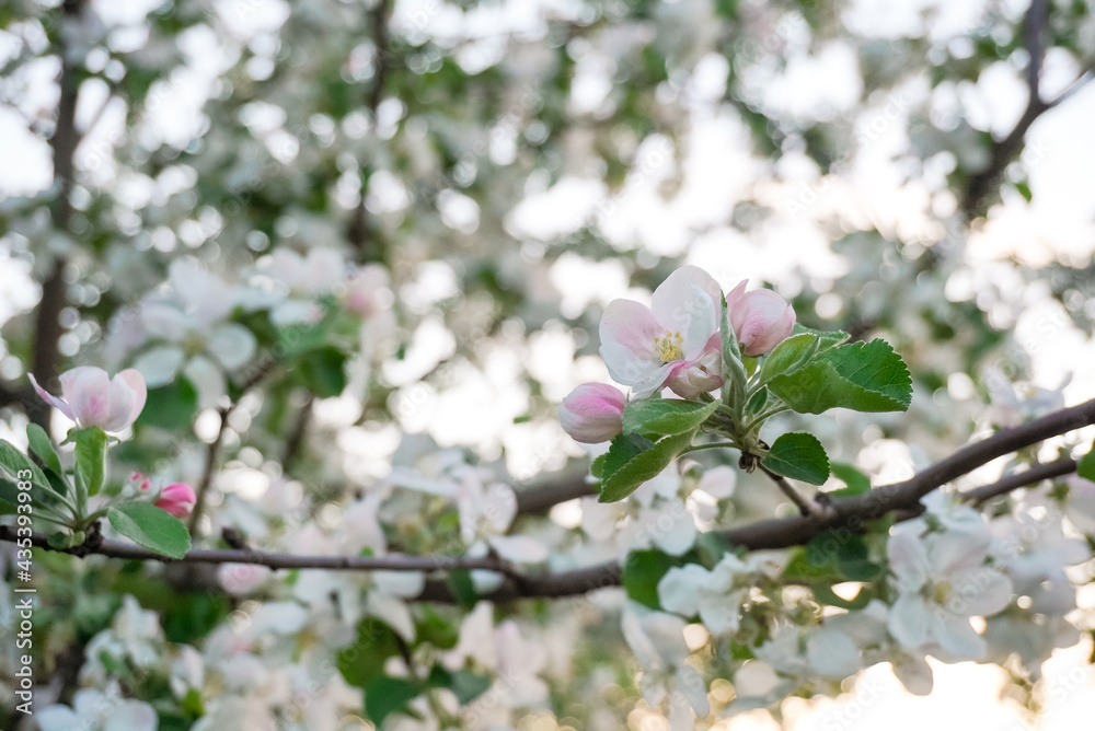 spring apple blossom