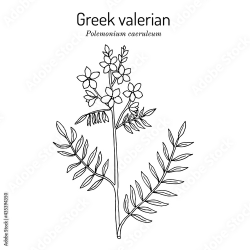 Jacobs-ladder, or Greek valerian polemonium caeruleum , medicinal plant