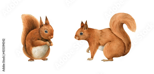 Two red squirrel animals set. Cute funny rodent with fluffy fur. Hand drawn watercolor illustration. Forest and park tree wild animal. On white background. Funny wild squirrel close up element
