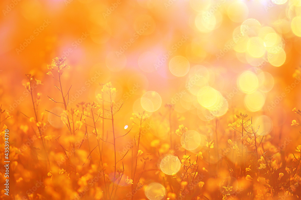 Obraz premium abstract summer background texture of yellow flowers in the field, beautiful nature sunny day wild flower