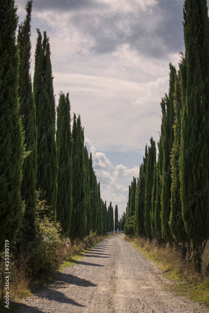 rural scenary in tuscany with cypress tree