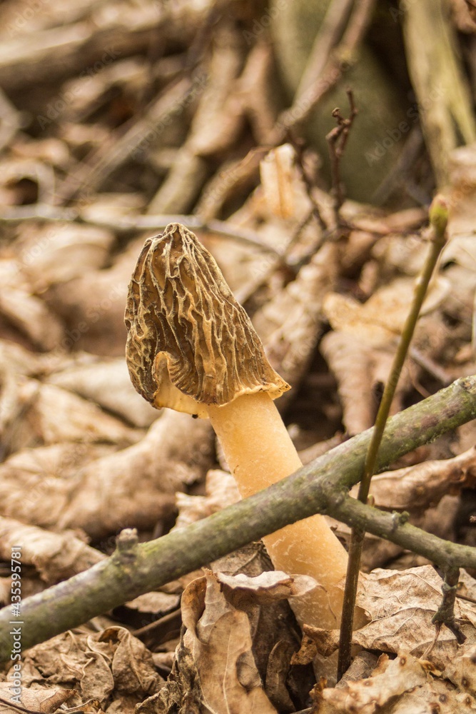 Verpa bohemica, a very rare edible mushroom under species protection in Poland, an exquisite spring mushroom Verpa bohemica, a very rare edible mushroom under species protection in Poland, an exquisite spring mushroom