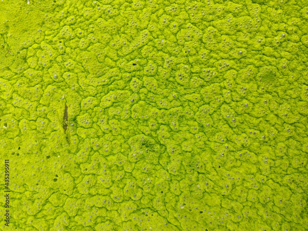 Moss on the water surface. Moss on the water surface.
