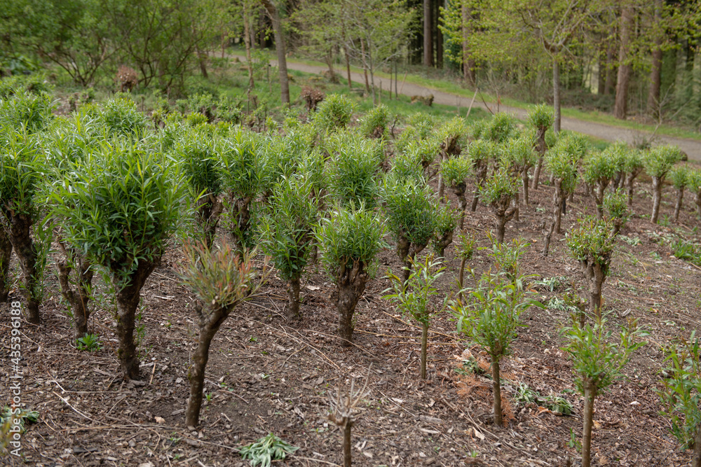New Spring Growth of the Green Leaves on Coppiced Common Osier or Willow Tree Trunks (Salix viminalis) Growing in a Plantation in a Garden in Rural Devon, England, UK New Spring Growth of the Green Leaves on Coppiced Common Osier or Willow Tree Trunks (Salix viminalis) Growing in a Plantation in a Garden in Rural Devon, England, UK