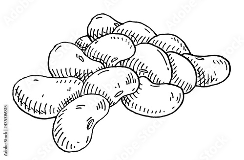 Kidney bean. Vintage hatching monochrome gray illustration. Isolated on white
