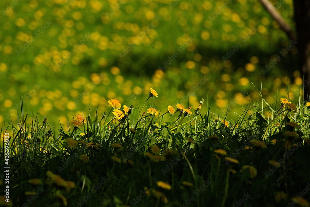 Fototapeta premium Blooming dandelions in the parks of Moscow.