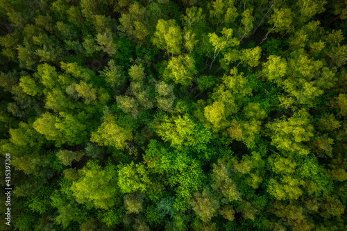 Aerial top view of the idyllic green forest in the summer.