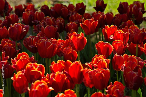 Tulips on the streets of Moscow.