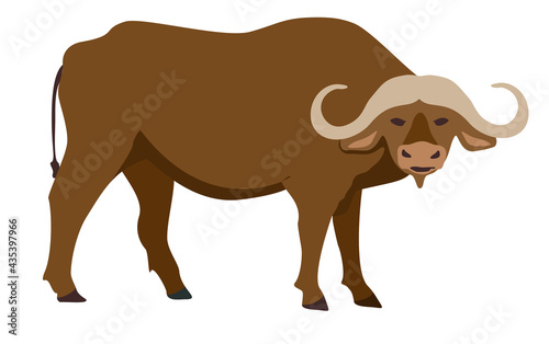 Buffalo icon. Vector illustration of African buffalo, standing, in flat style. Isolated on white. Isolated icon.