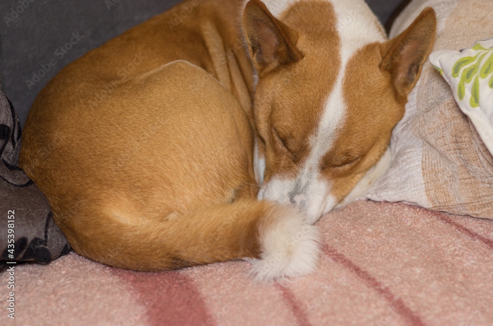 Mature basenji dog sleeping sweet curled up on master's sofa Stock ...