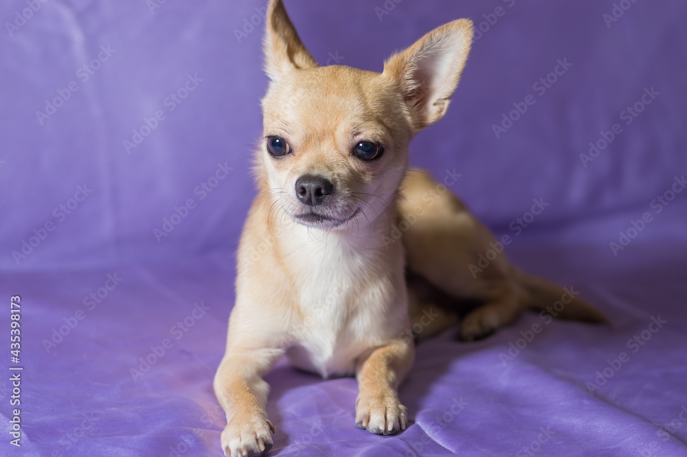 Nice studio portrait of creamy curious Chihuahua male puppy lying on blue background