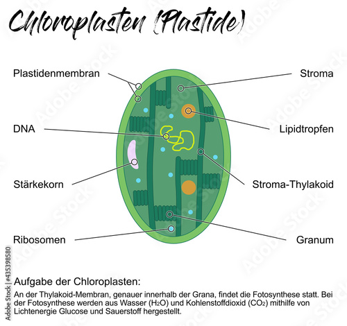 Chloroplasten - Plastide photo