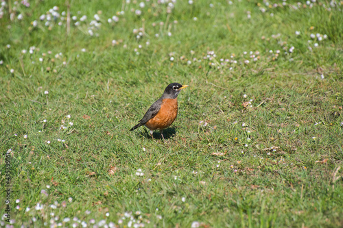 American robin resting on the ground.   Vancouver BC Canada 
