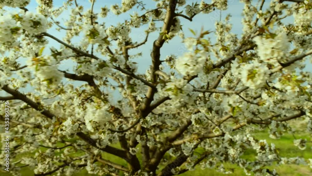 White apple tree blossoming flowers on branches in local orchard garden against clear blue sky at day sunlight close round view White apple tree blossoming flowers on branches in local orchard garden against clear blue sky at day sunlight close round view