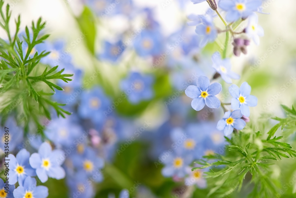 Fototapeta premium Blooming blue forget-me-not flowers summer floral background