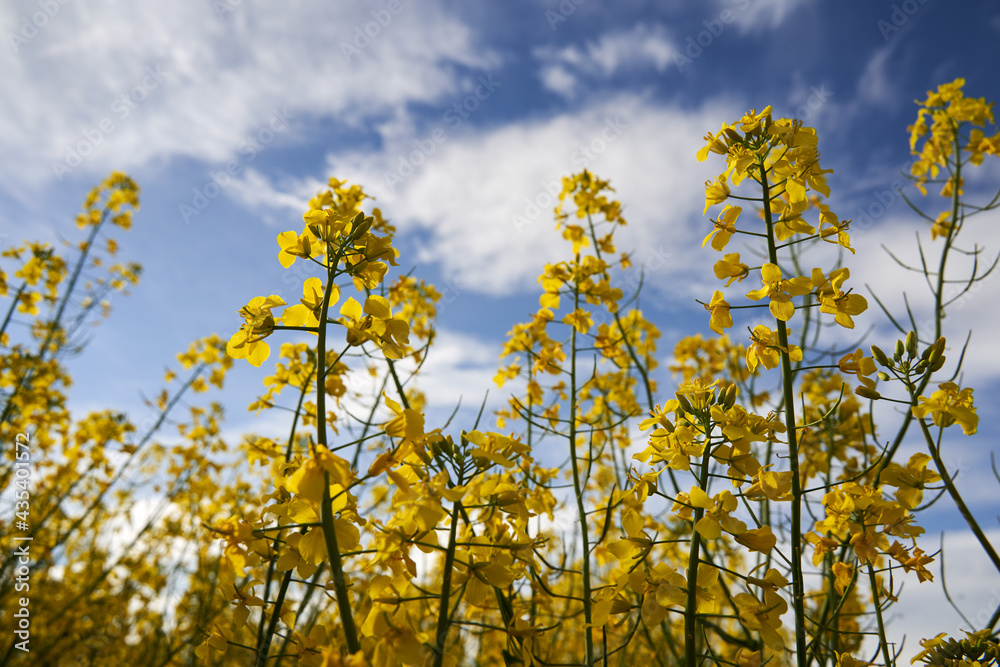 Obraz premium Canola field in bloom