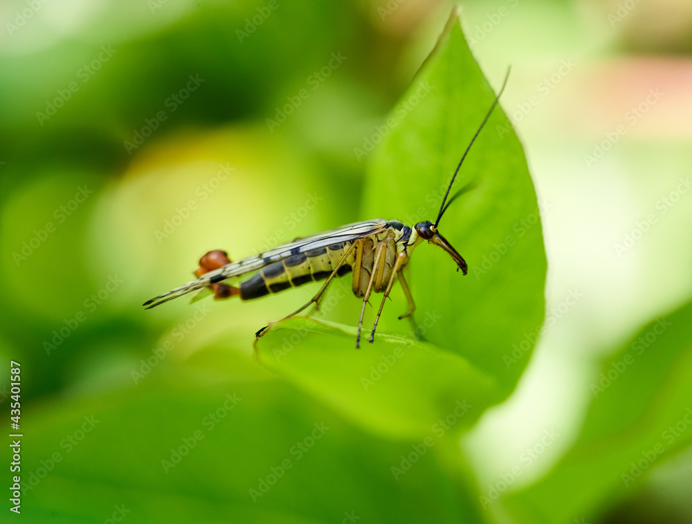 Scorpion fly on a green leaf Scorpion fly on a green leaf