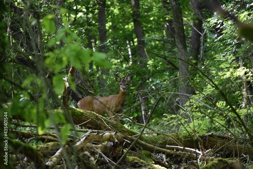 Roebuck in the Forest
