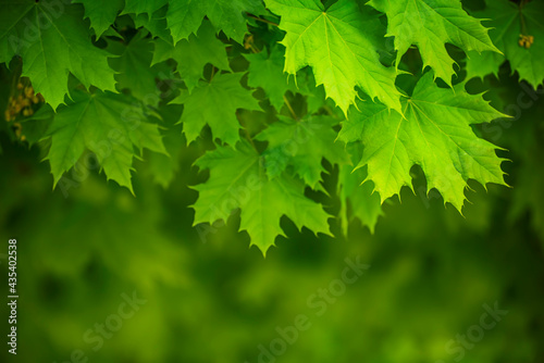 Maple leaves background