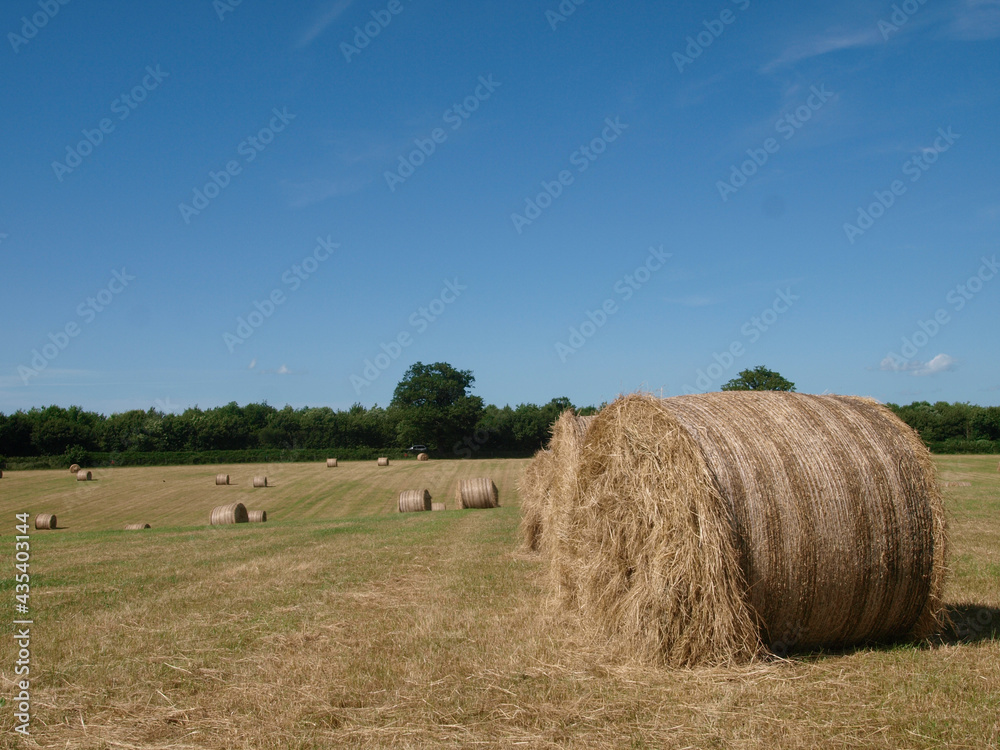 Fototapeta premium Hay Bales