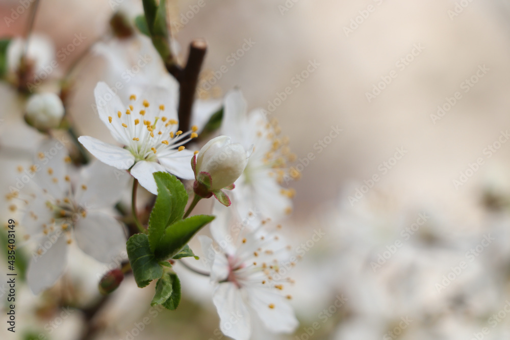 White blossoms of cherry tree on blurred background, closeup with space for text. Spring season White blossoms of cherry tree on blurred background, closeup with space for text. Spring season