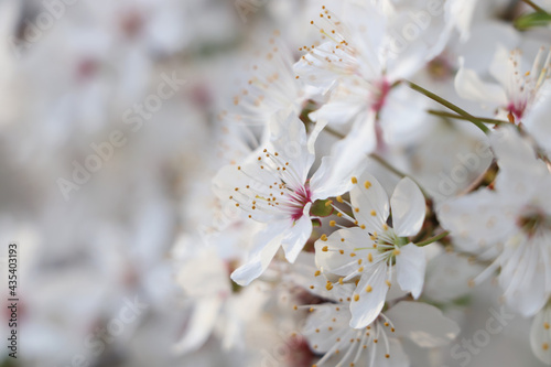 White blossoms of cherry tree on blurred background, closeup with space for text. Spring season