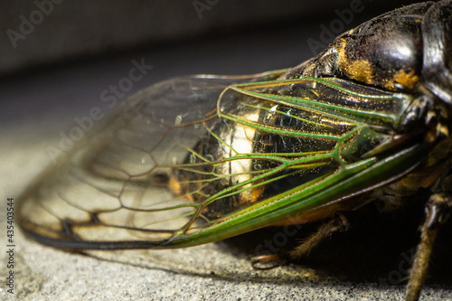 Extreme macro close up of Cicada insect. Details of wings with green and golden color
