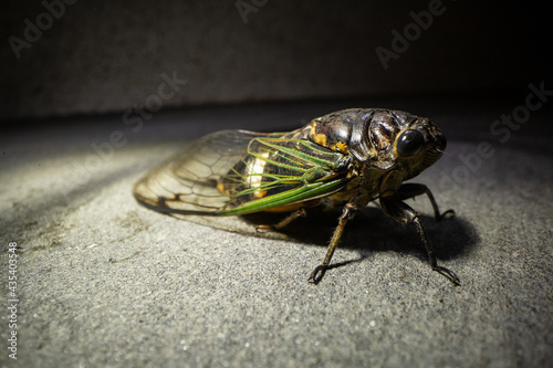 Extreme macro close up of adult Cicada insect. with green and golden color wings © Space_Cat