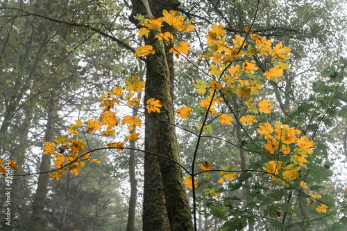 Herbstliche Blätter eines jungen Baumes im Wald