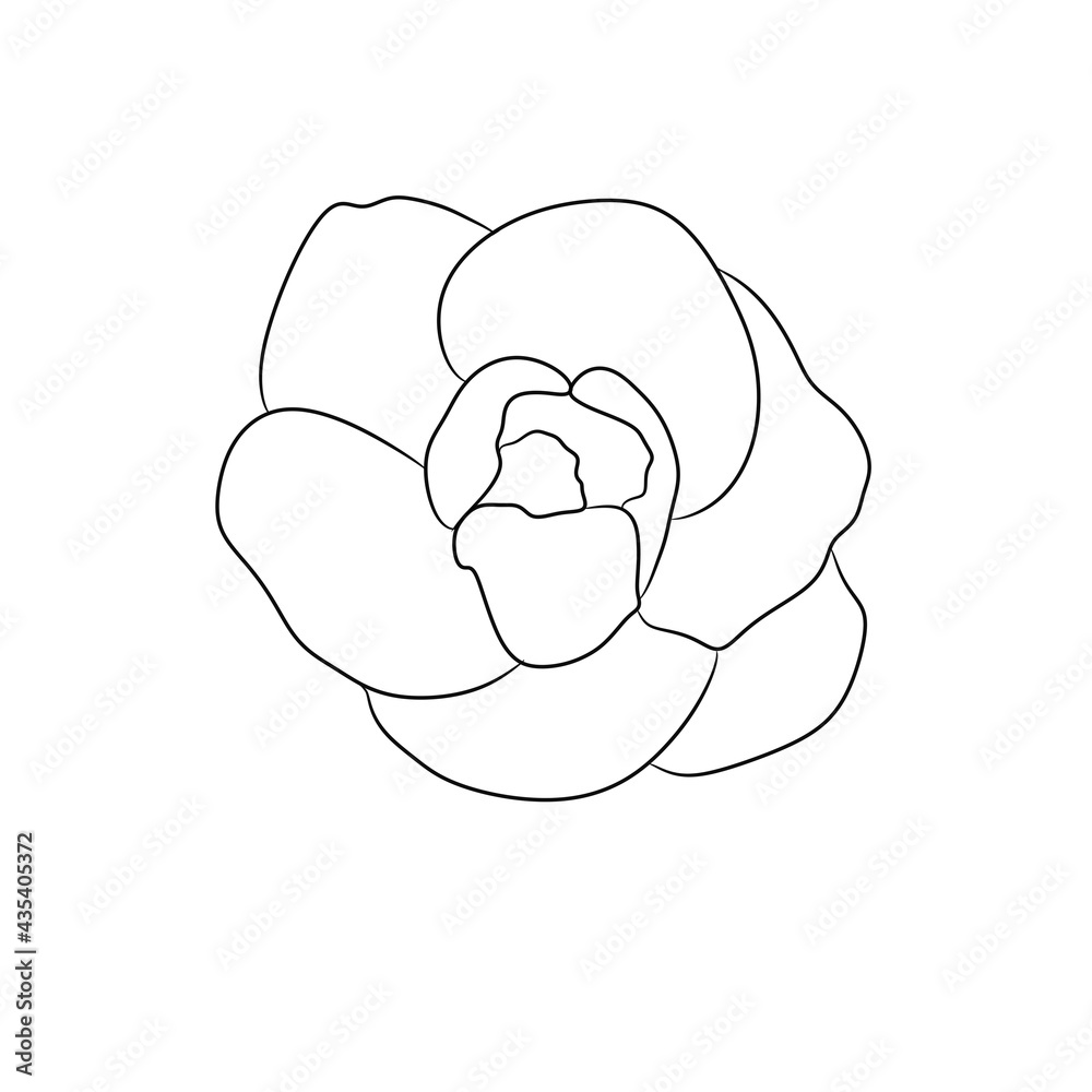 Graphic drawing of magnolias, anti-stress coloring book, layout for creating a coloring book, black and white illustration, hand-drawn, magnolia ornament, garden and gardening 