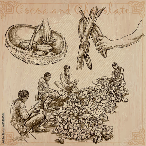 Cocoa harvesting and processing. Agriculture. An hand drawn vector illustrations on an vintage background.