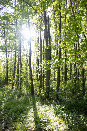Wald mit Sonnenstrahlen im Sommer